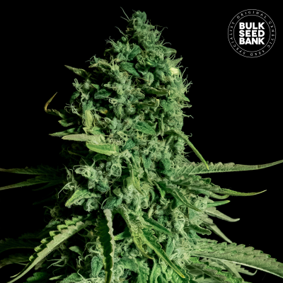 CBD Cheese Feminisiert