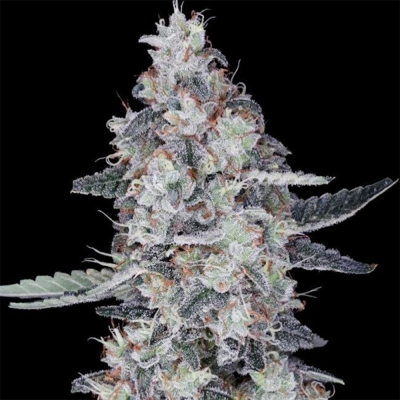 CheMACal Romance Auto