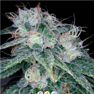 Sour Diesel Feminisiert