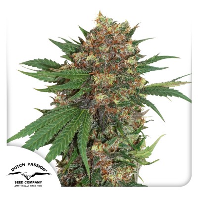 Master Kush Feminisiert