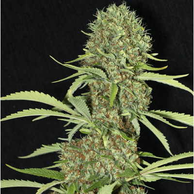 Jamaican Dream Feminisiert
