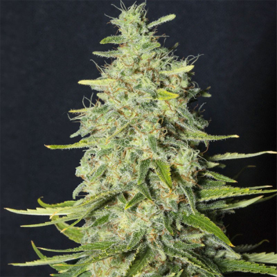 Monster CBD Feminisiert