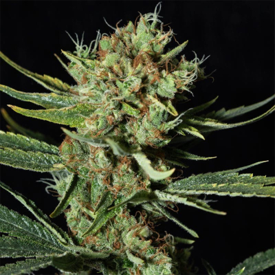 Only CBD Feminisiert