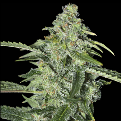 TNT Kush CBD Feminisiert