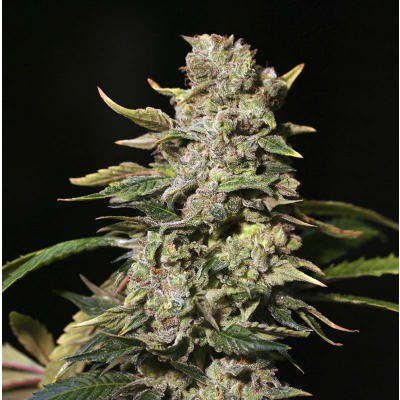 TNT Kush Feminisiert