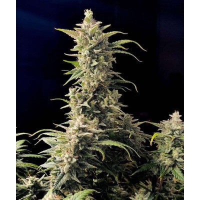 Original AK Auto