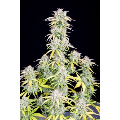 Original Big Bud Auto