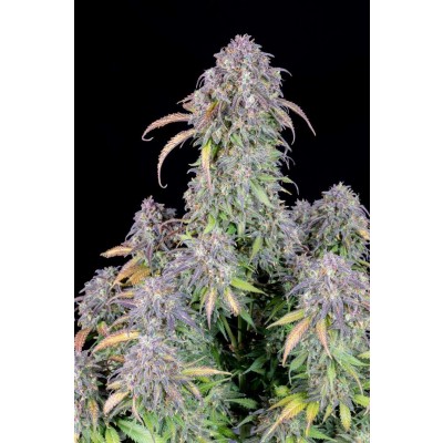 Original Blueberry Auto