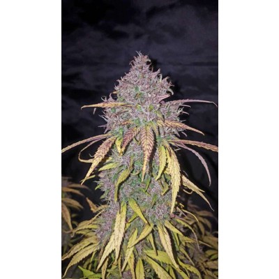 C4 Auto