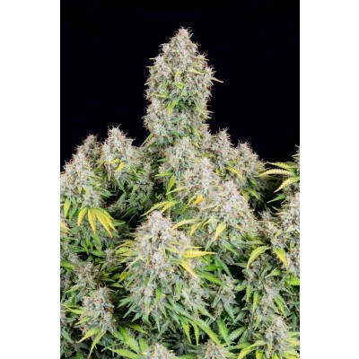 Original Cinderella Auto