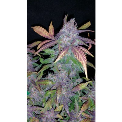 Fastberry Auto