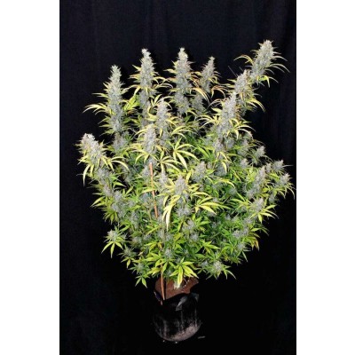 G14 Auto