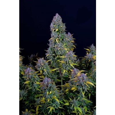 Gelato Auto