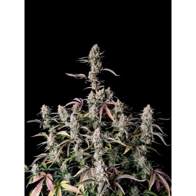 Gorilla Zkittlez Auto
