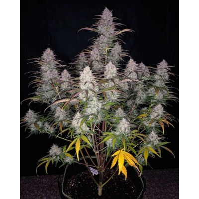 Green Crack Auto