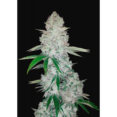 Gorilla Glue Auto