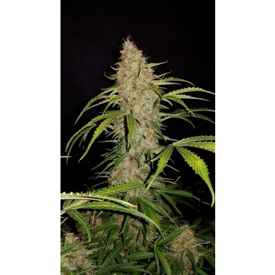Original Jack Herer Auto