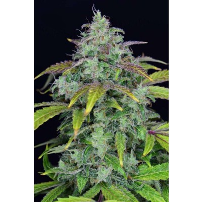 Lemon AK Auto