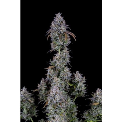 Mimosa Cake Auto