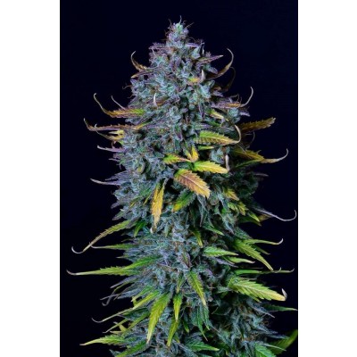 Pineapple Express Auto