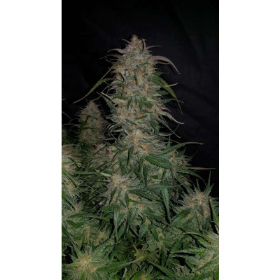 Smoothie Auto