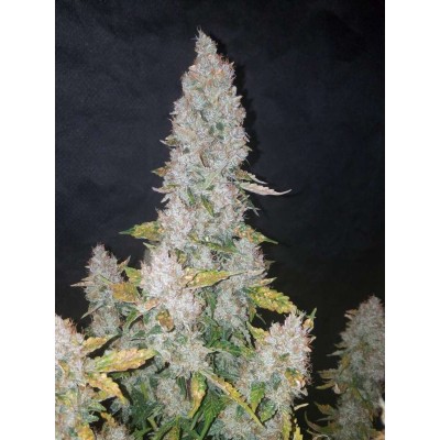 Stardawg Auto