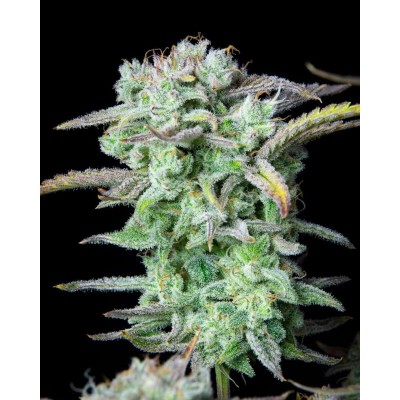 Strawberry Banana Auto