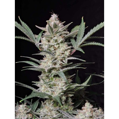 Strawberry Gorilla Auto