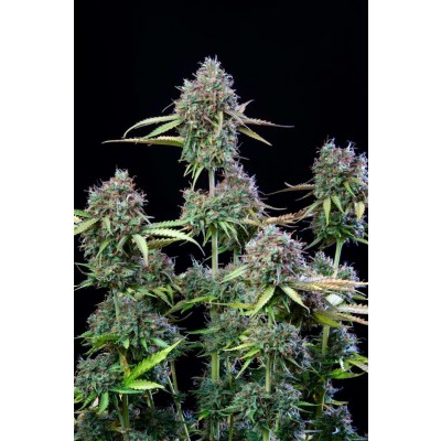 Original Trainwreck Auto