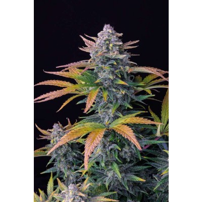 Tropicana Cookies Auto