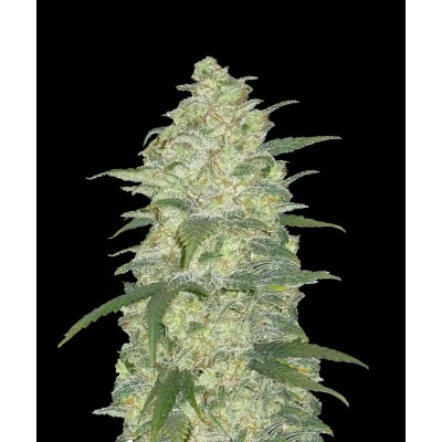 Original White Widow Auto