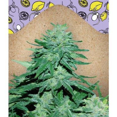 Auto White Widow x Big Bud
