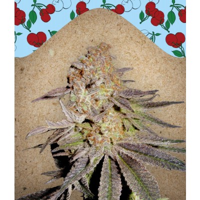 Cherry Pie Feminisiert