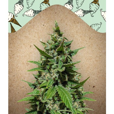 Auto Gelato
