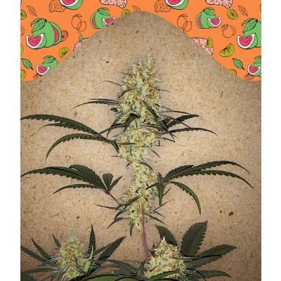Grape Amnesia Feminisiert