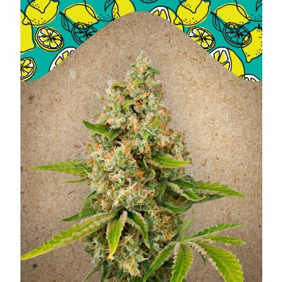 Lemon Kush Feminisiert