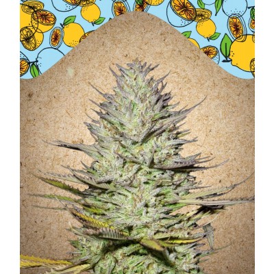 Outdoor Grapefruit Feminisiert