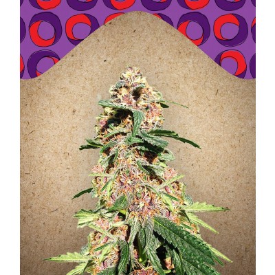 Red Purps Feminisiert