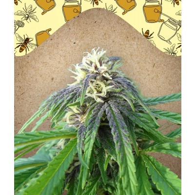 Easy Sativa Feminisiert