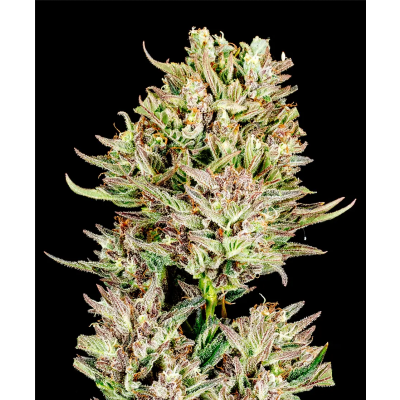 Garlic Jam Auto