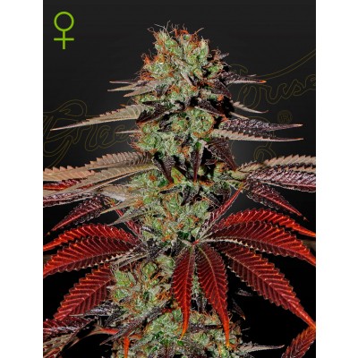 King's Kush Automatic