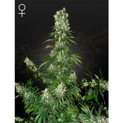 White Strawberry Skunk Feminisiert