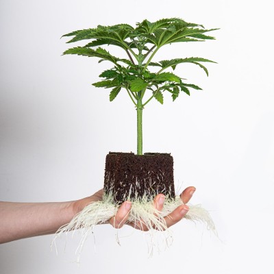 Auto Amnesia Haze F1 Auto Hanfsämling Seeds24 Original