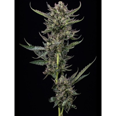 Notorious THC Feminisiert