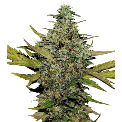 G13 Skunk Regulär