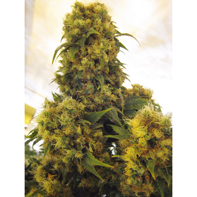 Critical Skunk Regulär