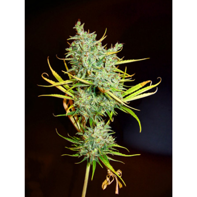 Mango Haze Regulär
