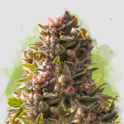 Aurora Indica Regulär