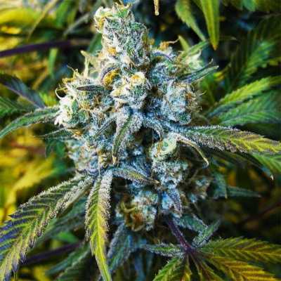 Big Bud Regulär