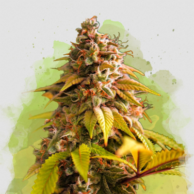 Bubblelicious Auto